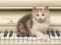 Cat_piano